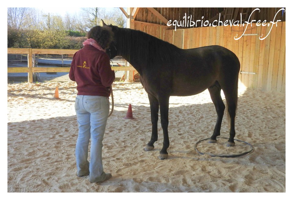 2017-02-19-equifeel-bambino-047