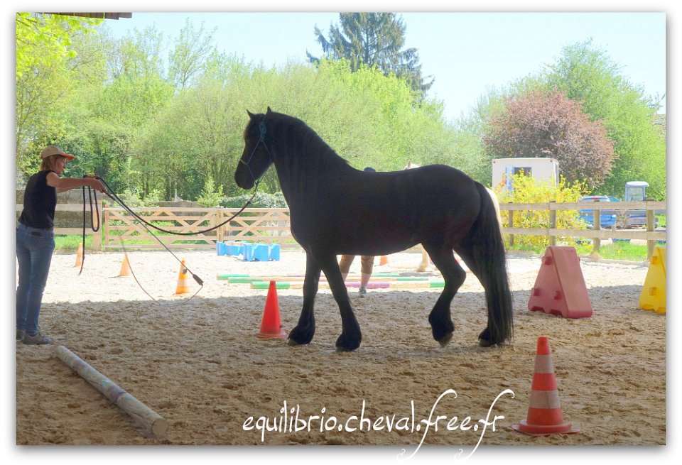 Equilibrio : avril 2018 - Stage Equifeel - JAWEN, Frison et Jocelyne - Le Slalom