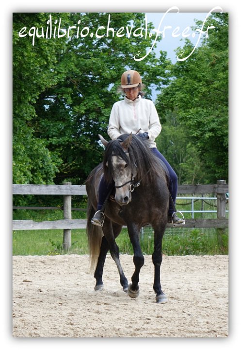 Equilibrio - stage dressage avec Dany Lahaye - BAMBINO MENEZES, PSL et Isabelle