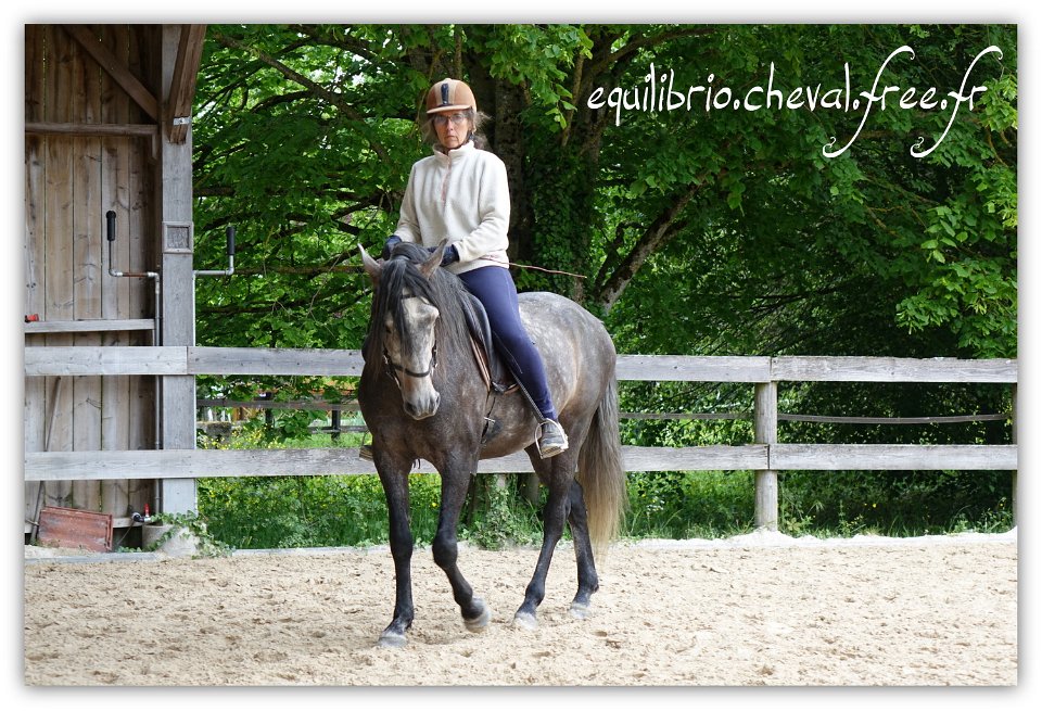 Equilibrio - stage dressage avec Dany Lahaye - BAMBINO MENEZES, PSL et Isabelle