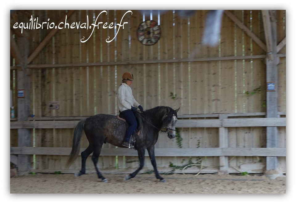 Equilibrio - stage dressage avec Dany Lahaye - BAMBINO MENEZES, PSL et Isabelle