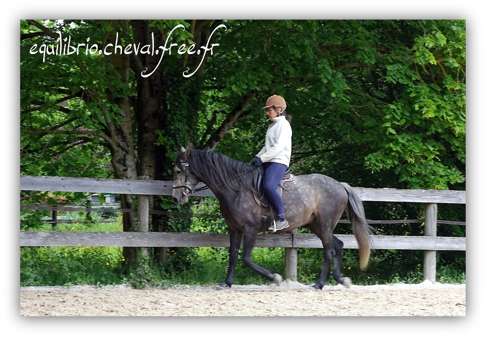 Equilibrio - stage dressage avec Dany Lahaye - BAMBINO MENEZES, PSL et Isabelle