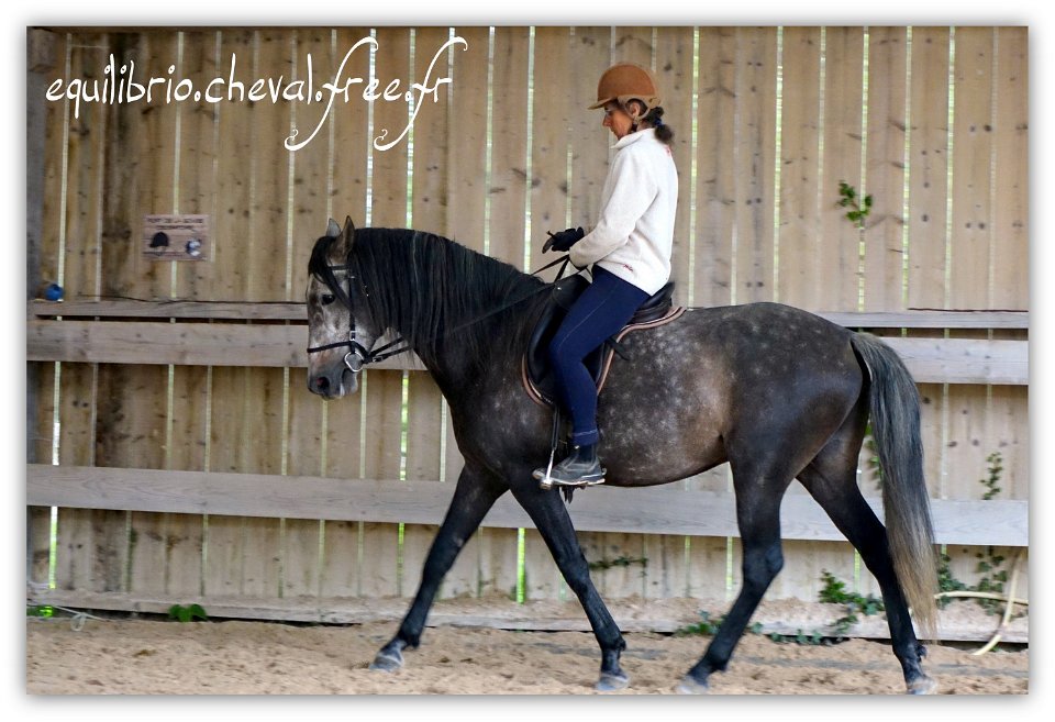 Equilibrio - stage dressage avec Dany Lahaye - BAMBINO MENEZES, PSL et Isabelle