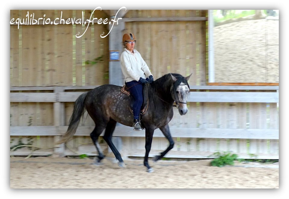  Equilibrio - stage dressage avec Dany Lahaye - BAMBINO MENEZES, PSL et Isabelle 