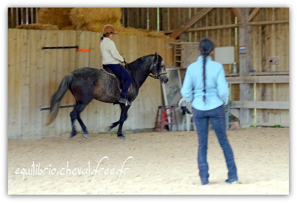  Equilibrio - stage dressage avec Dany Lahaye - BAMBINO MENEZES, PSL et Isabelle 