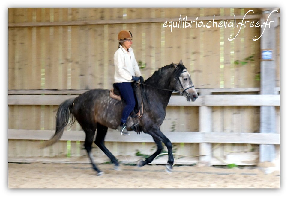 Equilibrio - stage dressage avec Dany Lahaye - BAMBINO MENEZES, PSL et Isabelle