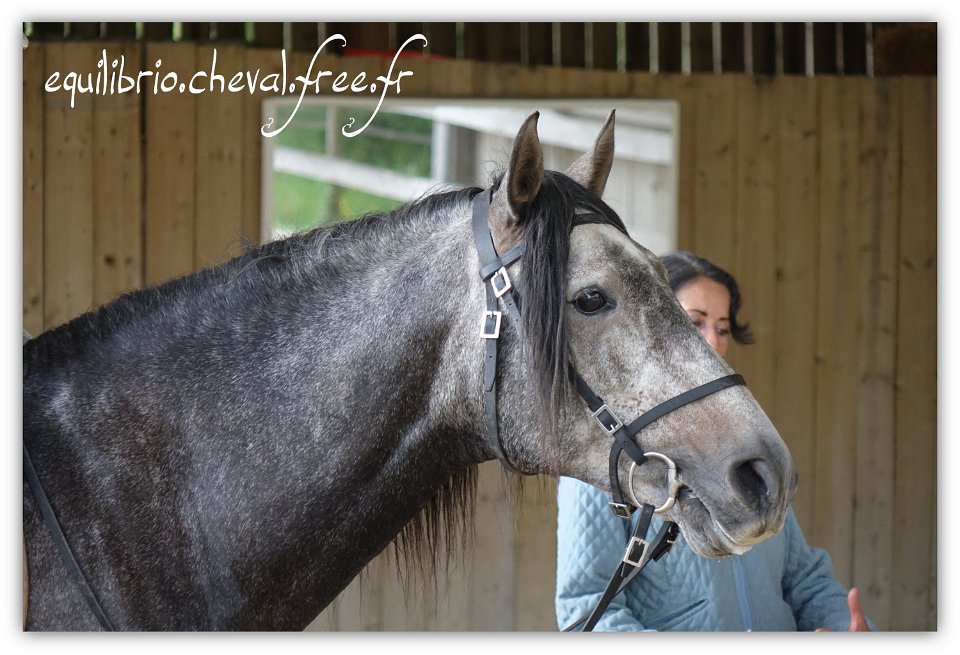 Equilibrio - stage dressage avec Dany Lahaye - BAMBINO MENEZES, PSL et Isabelle