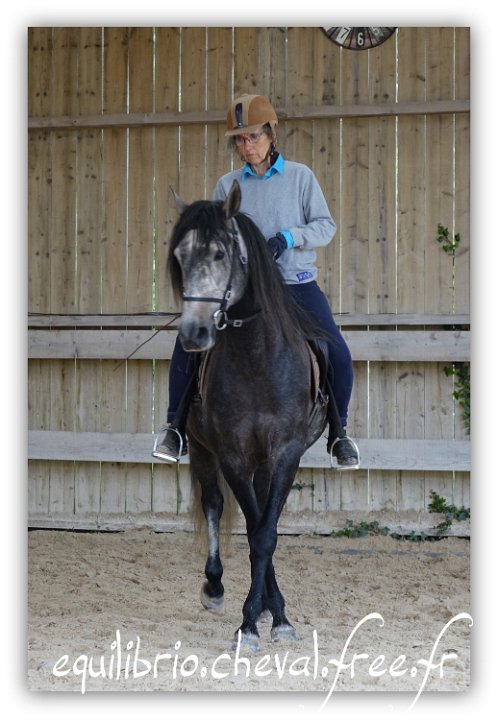 Equilibrio - stage dressage avec Dany Lahaye - BAMBINO MENEZES, PSL et Isabelle