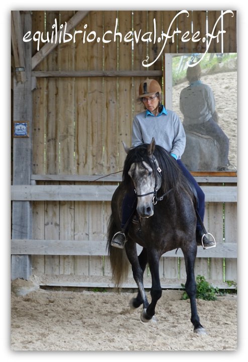 Equilibrio - stage dressage avec Dany Lahaye - BAMBINO MENEZES, PSL et Isabelle