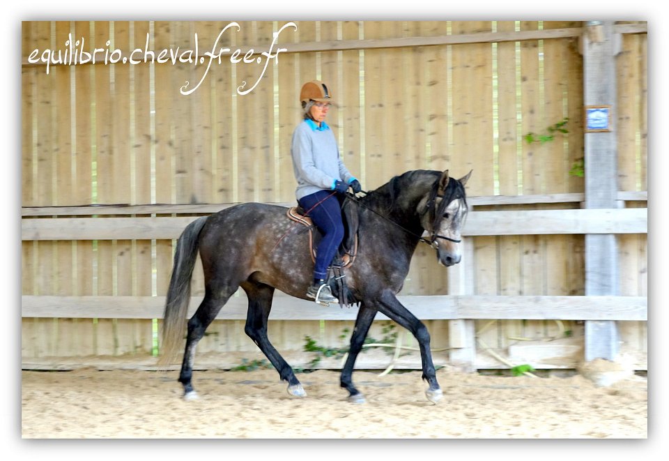 Equilibrio - stage dressage avec Dany Lahaye - BAMBINO MENEZES, PSL et Isabelle