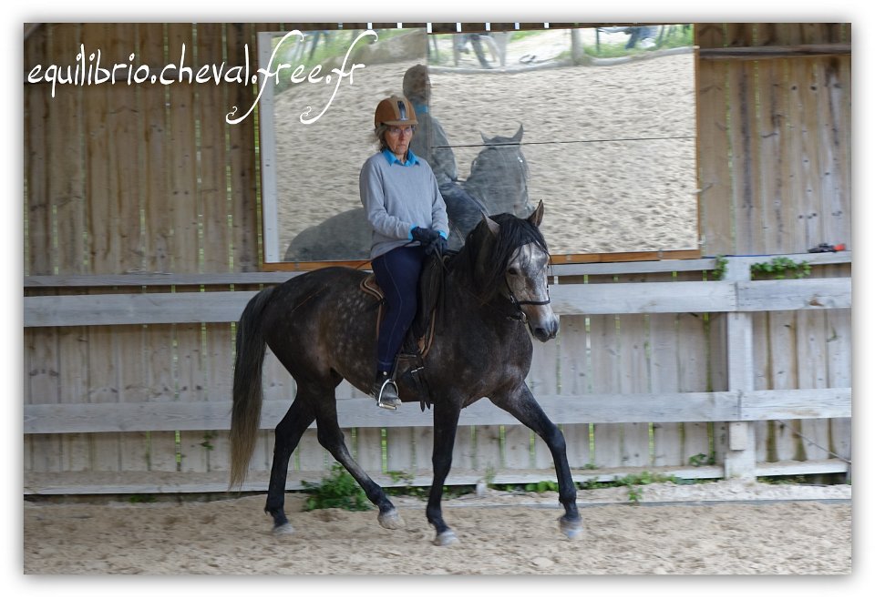 Equilibrio - stage dressage avec Dany Lahaye - BAMBINO MENEZES, PSL et Isabelle