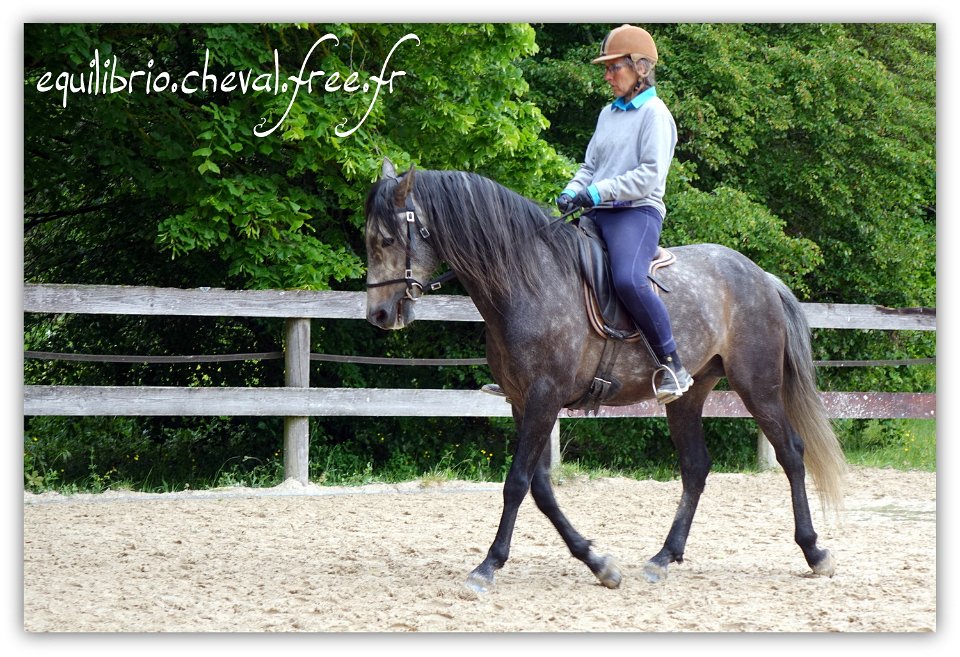 Equilibrio - stage dressage avec Dany Lahaye - BAMBINO MENEZES, PSL et Isabelle