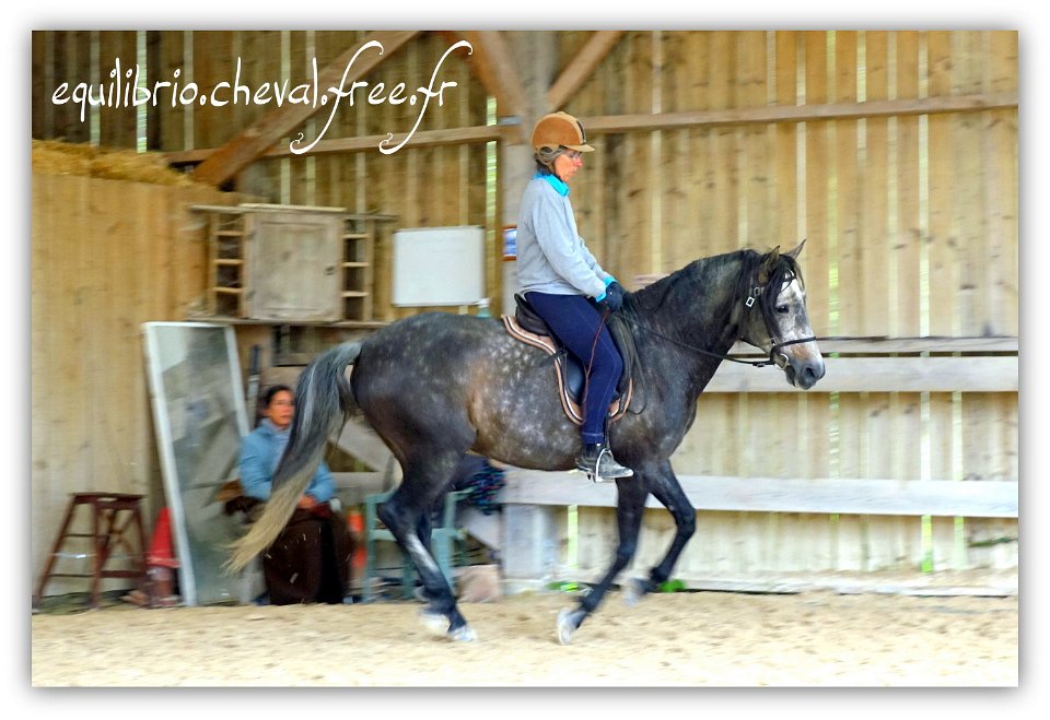 Equilibrio - stage dressage avec Dany Lahaye - BAMBINO MENEZES, PSL et Isabelle