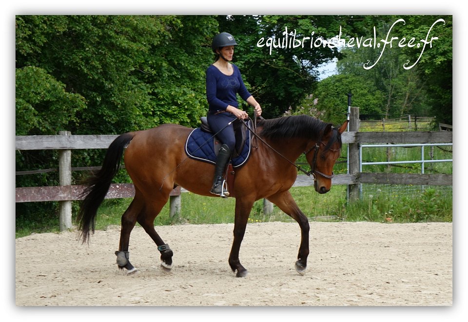 Equilibrio - stage dressage avec Dany Lahaye - BOLERO DES COMBES, SF et Anne Marie