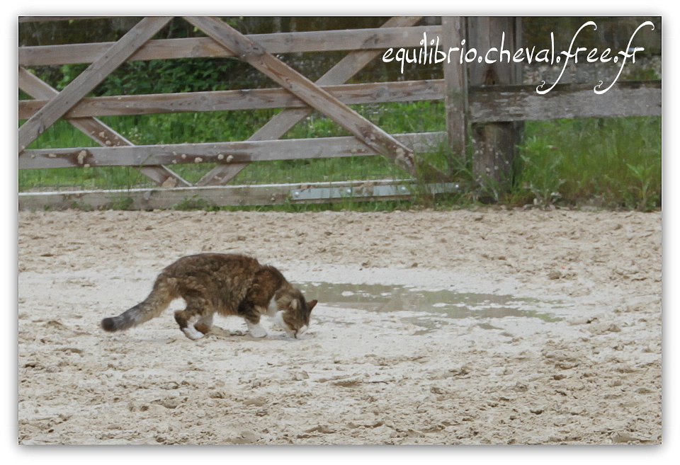 Equilibrio - stage dressage avec Dany Lahaye - CARAMEL