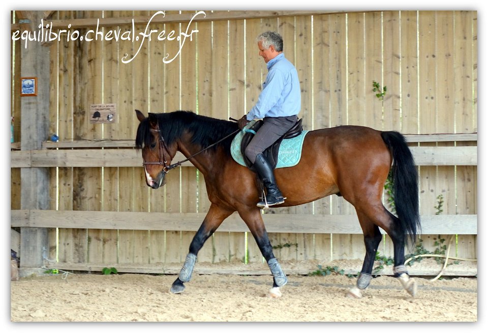 Equilibrio - stage dressage avec Dany Lahaye - DON DIEGO DE MASSA, PSL et Roland