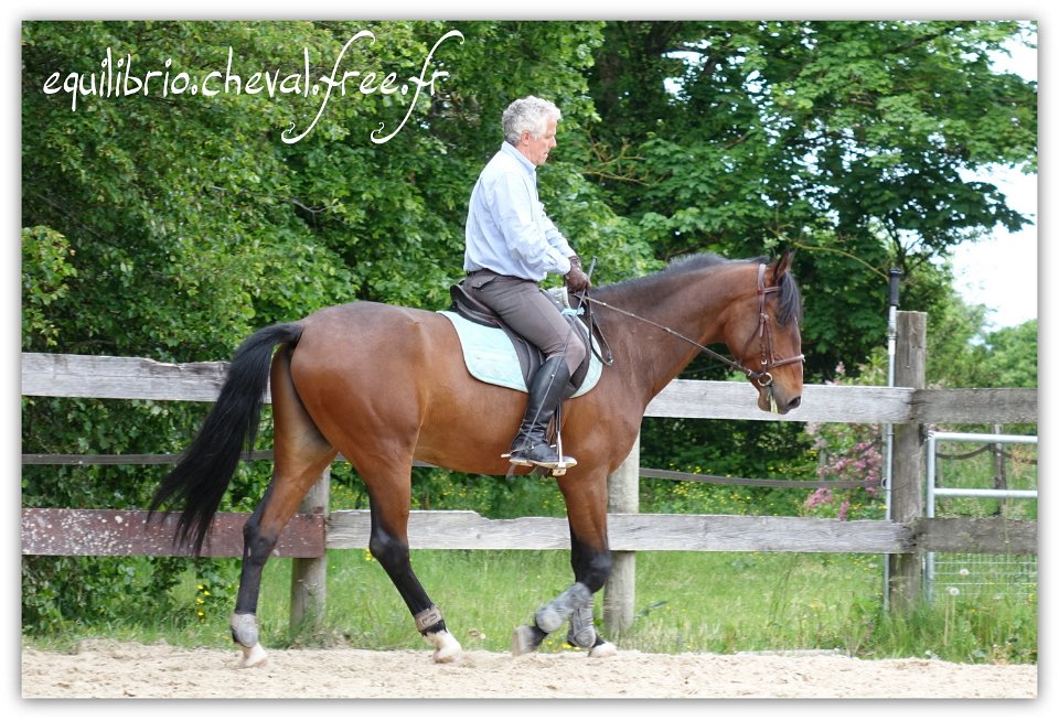 Equilibrio - stage dressage avec Dany Lahaye - DON DIEGO DE MASSA, PSL et Roland