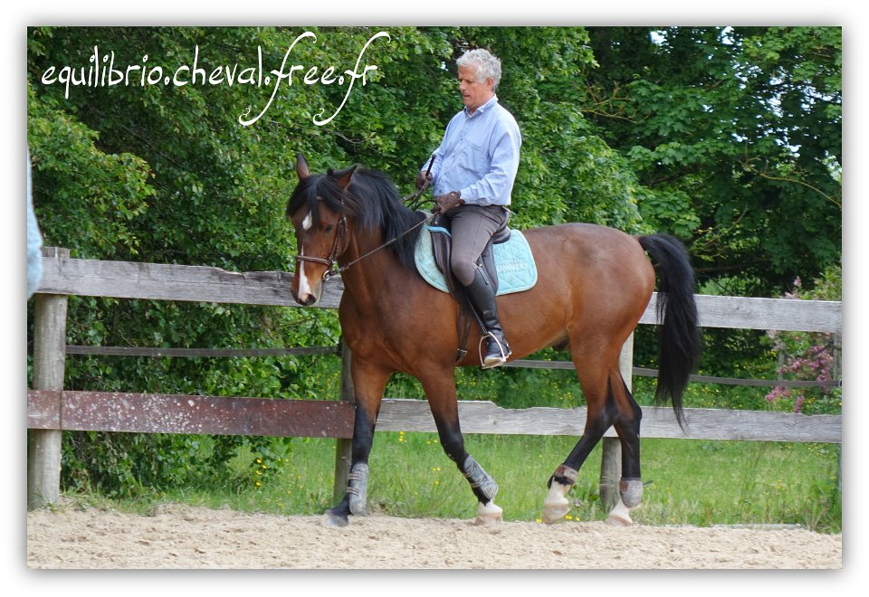 Equilibrio - stage dressage avec Dany Lahaye - DON DIEGO DE MASSA, PSL et Roland