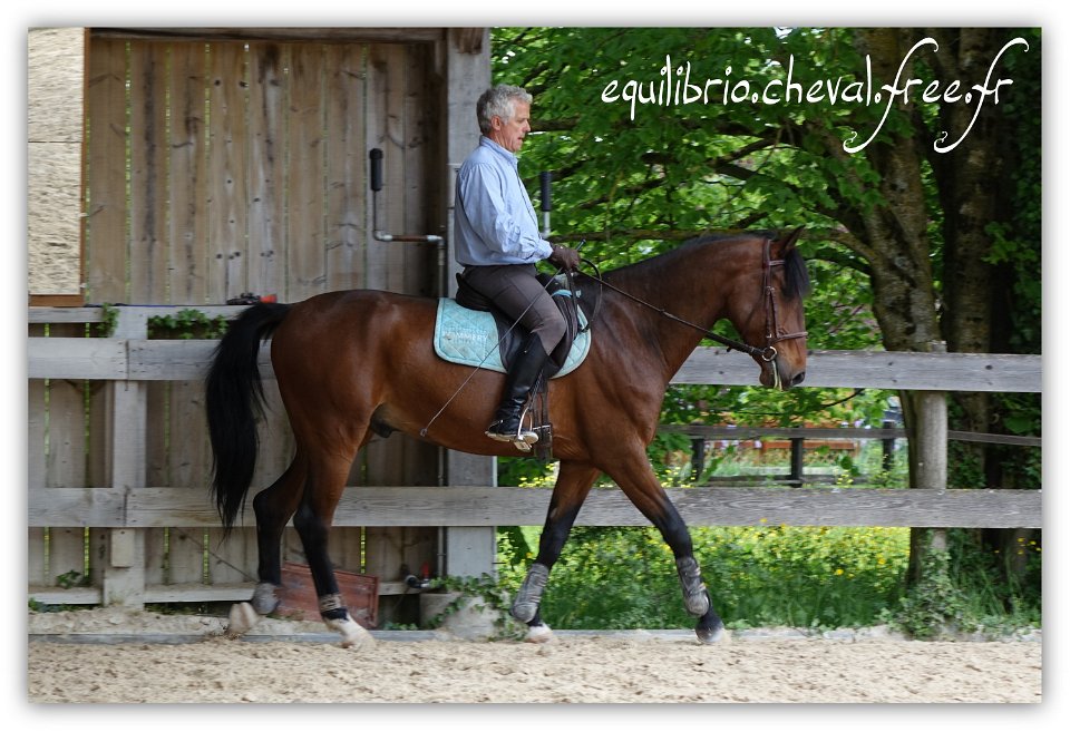 Equilibrio - stage dressage avec Dany Lahaye - DON DIEGO DE MASSA, PSL et Roland