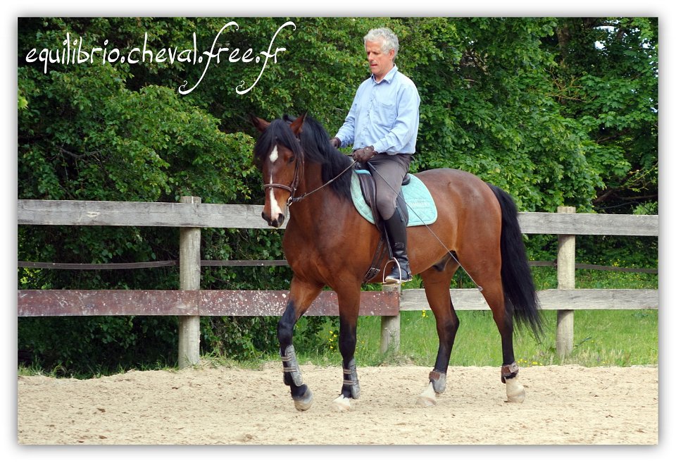 Equilibrio - stage dressage avec Dany Lahaye - DON DIEGO DE MASSA, PSL et Roland