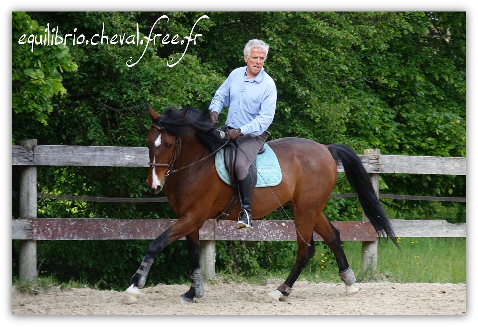 Equilibrio - stage dressage avec Dany Lahaye - DON DIEGO DE MASSA, PSL et Roland