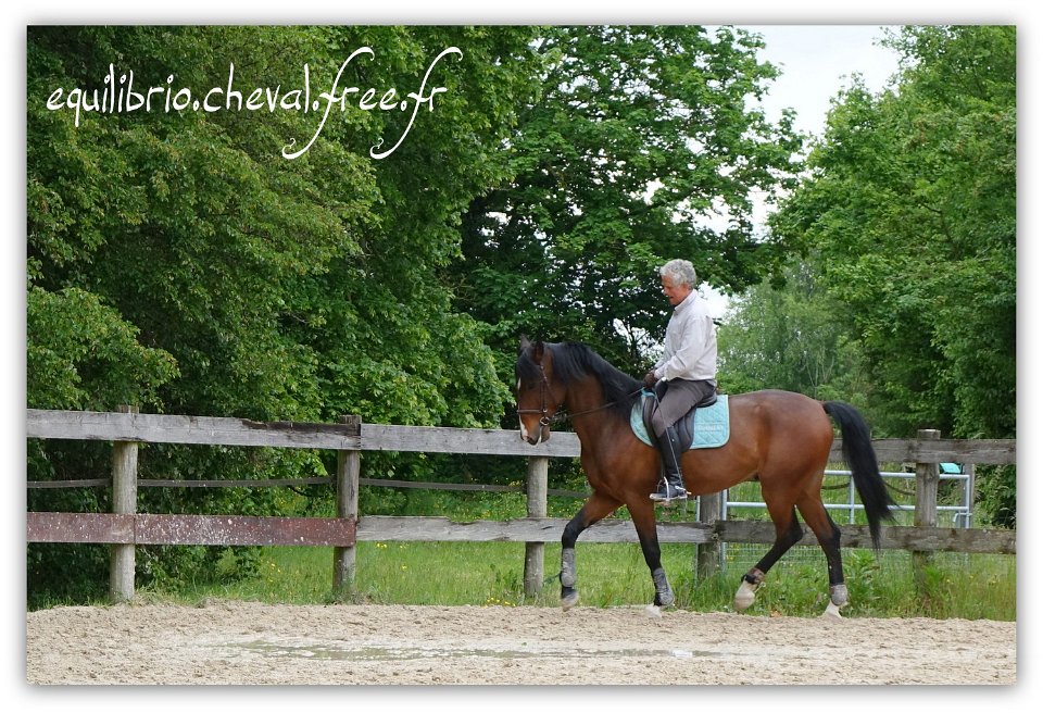 Equilibrio - stage dressage avec Dany Lahaye - DON DIEGO DE MASSA, PSL et Roland