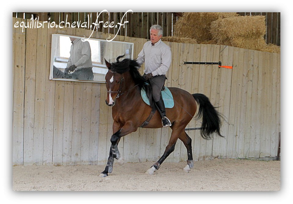 Equilibrio - stage dressage avec Dany Lahaye - DON DIEGO DE MASSA, PSL et Roland