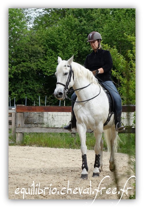 Equilibrio - stage dressage avec Dany Lahaye - MYSTIC VIRIATO, Ibérique et Natacha