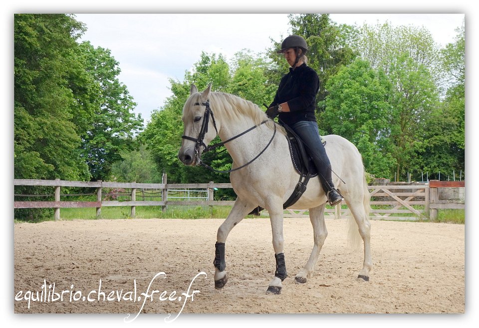 Equilibrio - stage dressage avec Dany Lahaye - MYSTIC VIRIATO, Ibérique et Natacha