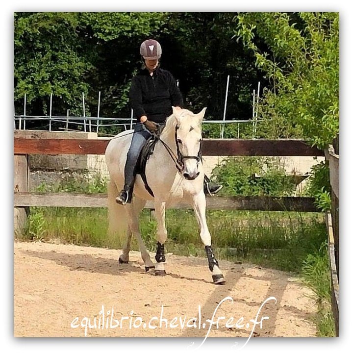 Equilibrio - stage dressage avec Dany Lahaye - MYSTIC VIRIATO, Ibérique et Natacha