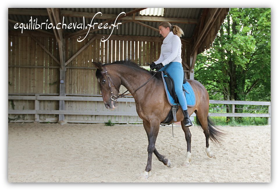  Equilibrio - stage dressage avec Dany Lahaye - TOSCANE PS x ESP et Charlene