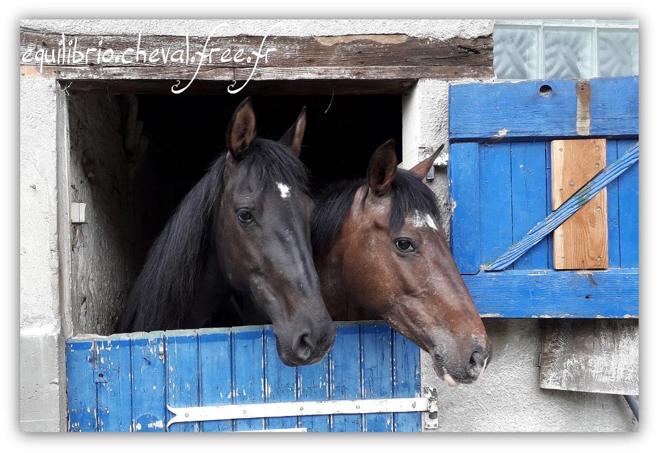 Equilibrio - stage dressage avec Dany Lahaye - TAIGA et TOSCANE