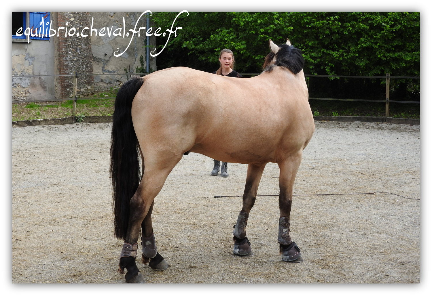 Equilibrio - Haras du Souzan -  Mai 2019 - Stage Travail en longe et Cirque avec Olivier Finet - BEST OF DES TROISMA, Poney Français de Selle et Maïa