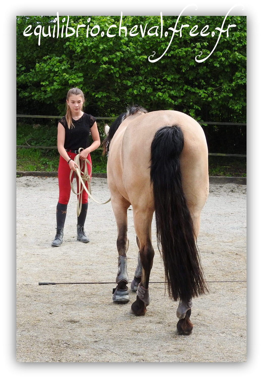 Equilibrio - Haras du Souzan -  Mai 2019 - Stage Travail en longe et Cirque avec Olivier Finet - BEST OF DES TROISMA, Poney Français de Selle et Maïa