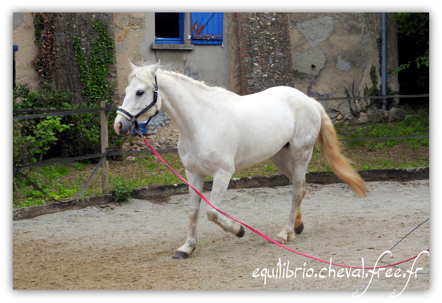 Equilibrio - Haras du Souzan - Mai 2019 - Stage Travail en longe et Cirque avec Olivier Finet - CELTIC WIND DUFF, Connemara et Lisa