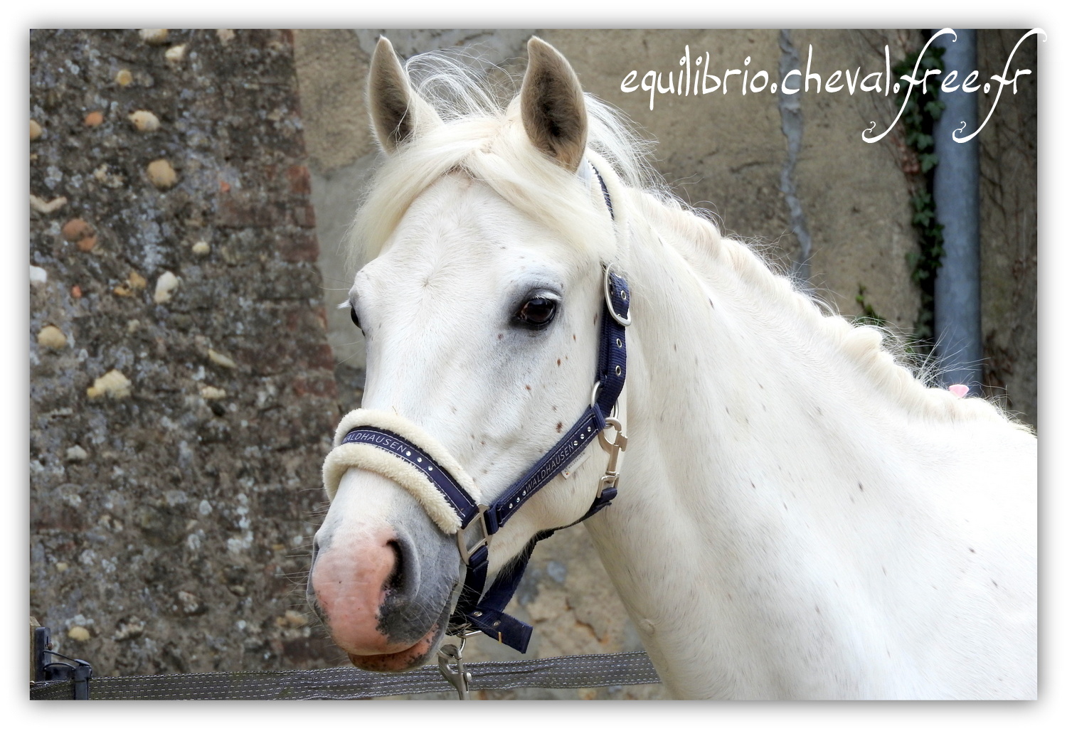 Equilibrio - Haras du Souzan - Mai 2019 - Stage Travail en longe et Cirque avec Olivier Finet - CELTIC WIND DUFF, Connemara et Lisa