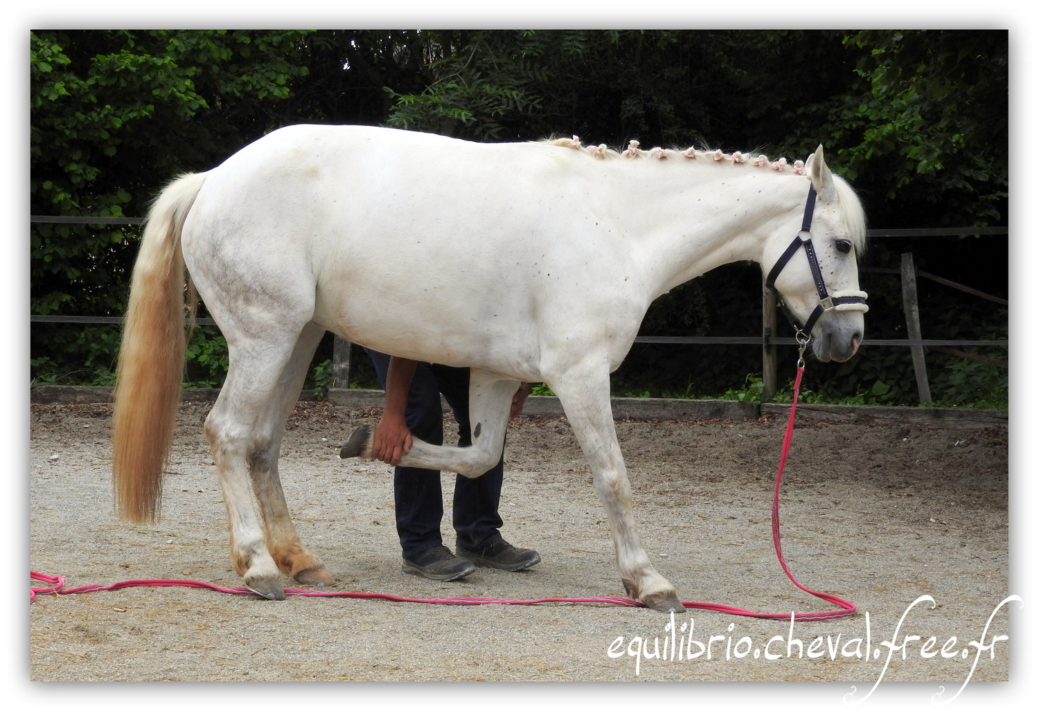 Equilibrio - Haras du Souzan - Mai 2019 - Stage Travail en longe et Cirque avec Olivier Finet - CELTIC WIND DUFF, Connemara et Lisa