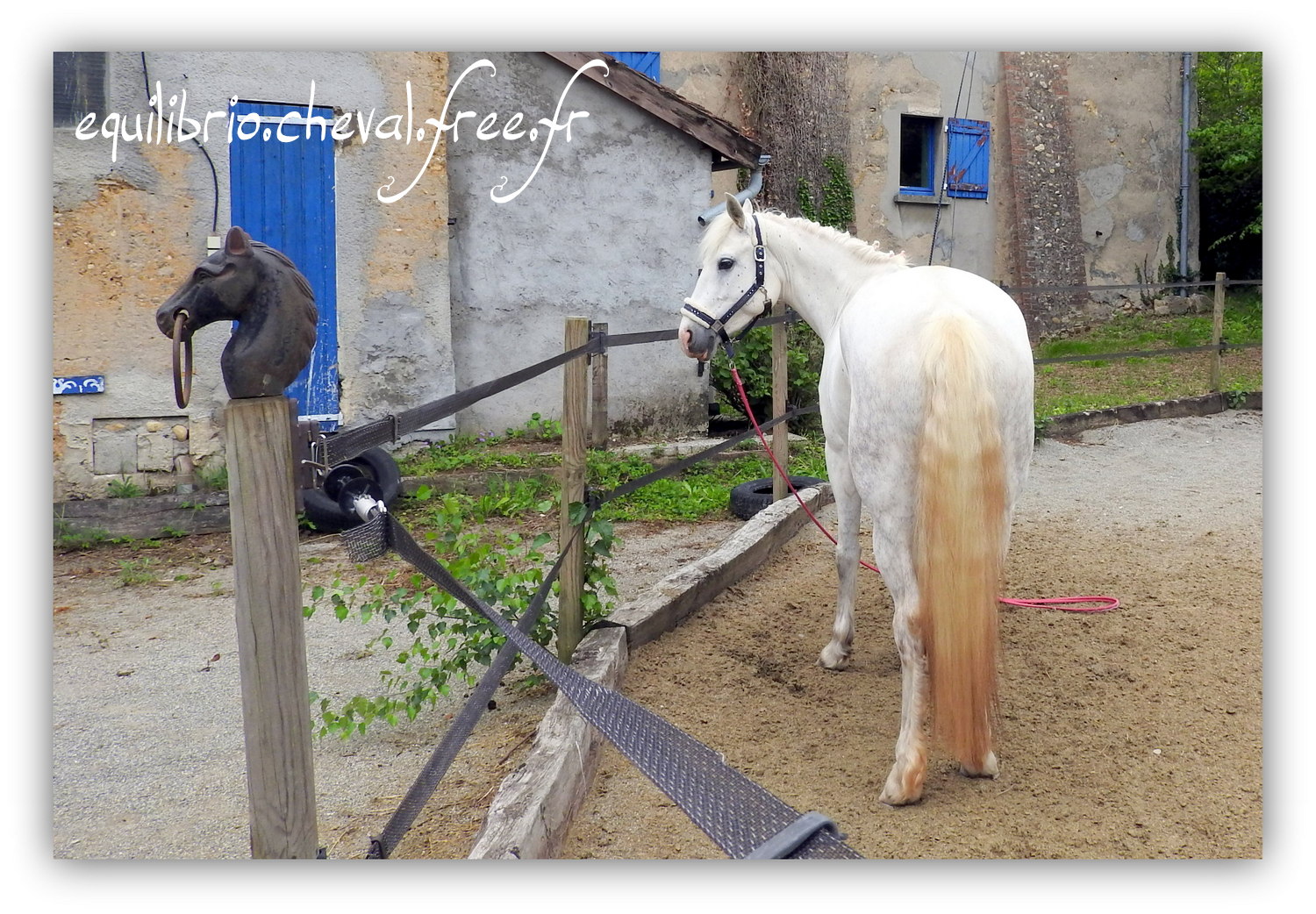 Equilibrio - Haras du Souzan - Mai 2019 - Stage Travail en longe et Cirque avec Olivier Finet - CELTIC WIND DUFF, Connemara et Lisa