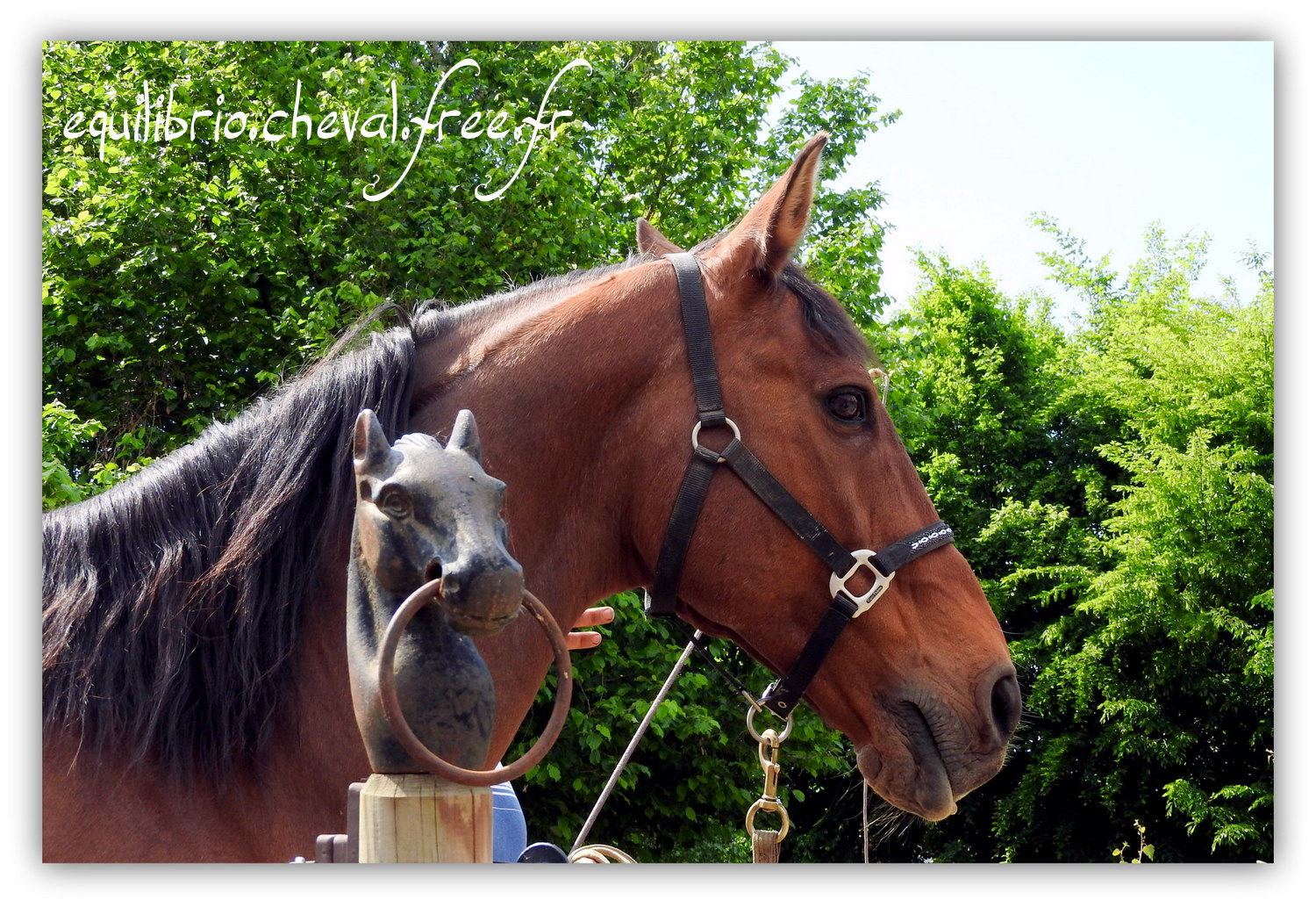 Equilibrio - Haras du Souzan -  Mai 2019 - Stage Travail en longe et Cirque avec Olivier Finet - JUPITER, Cheval de Selle et Melissa