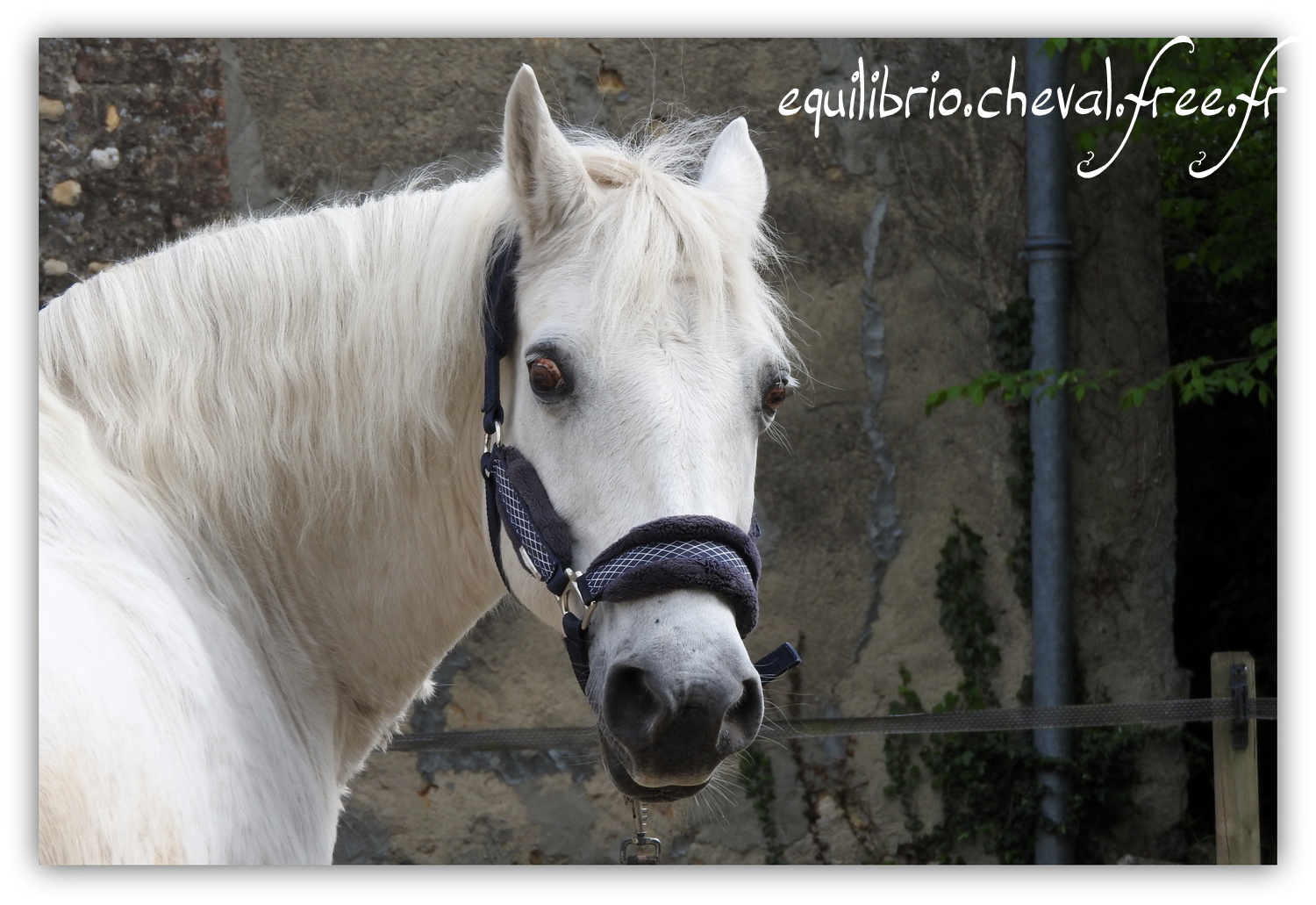 Equilibrio - Haras du Souzan -  Mai 2019 - Stage Travail en longe et Cirque avec Olivier Finet - LAGILE DU FEYDEL, Poney Français de Selle et Ghyslaine