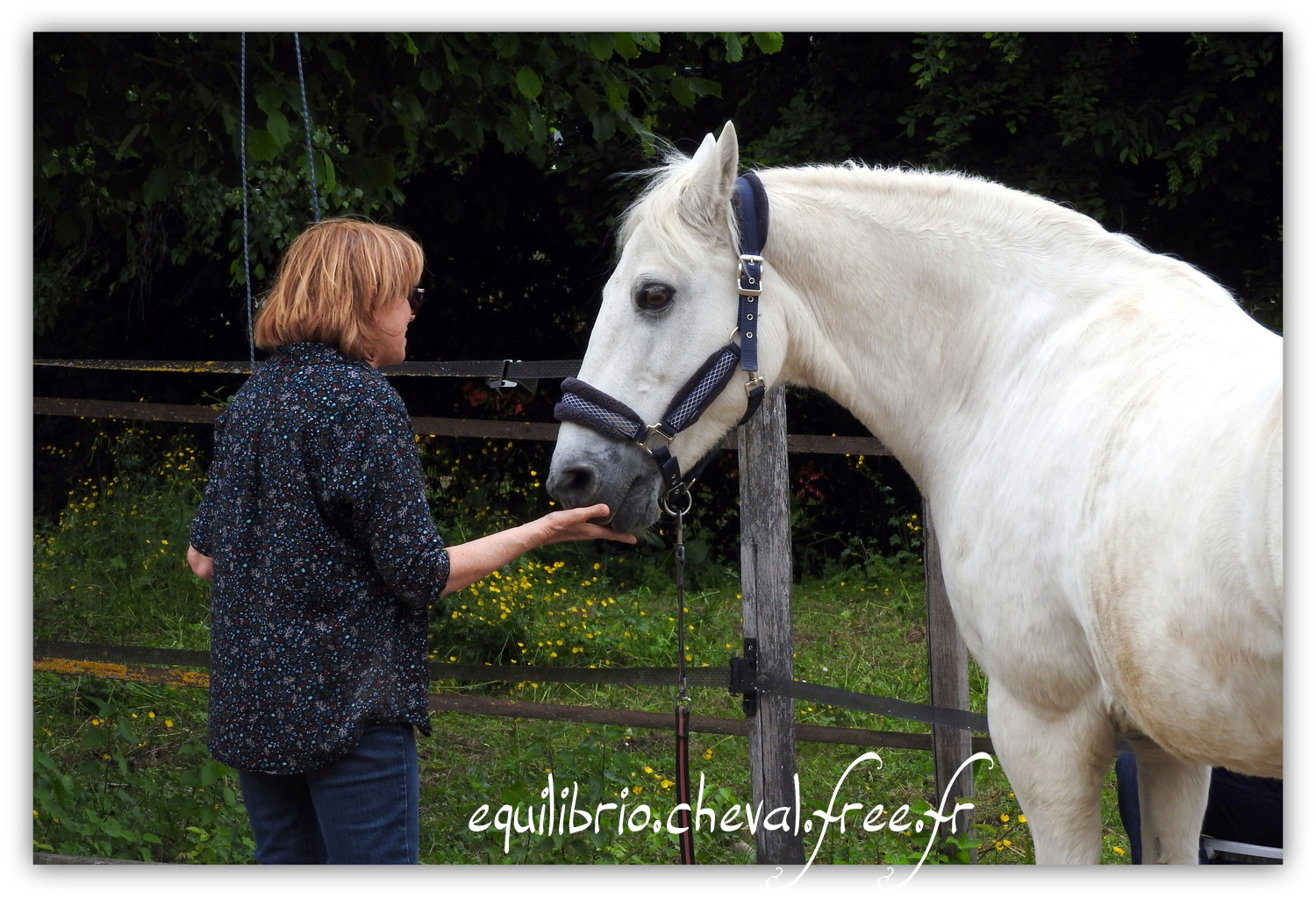 Equilibrio - Haras du Souzan -  Mai 2019 - Stage Travail en longe et Cirque avec Olivier Finet - LAGILE DU FEYDEL, Poney Français de Selle et Ghyslaine