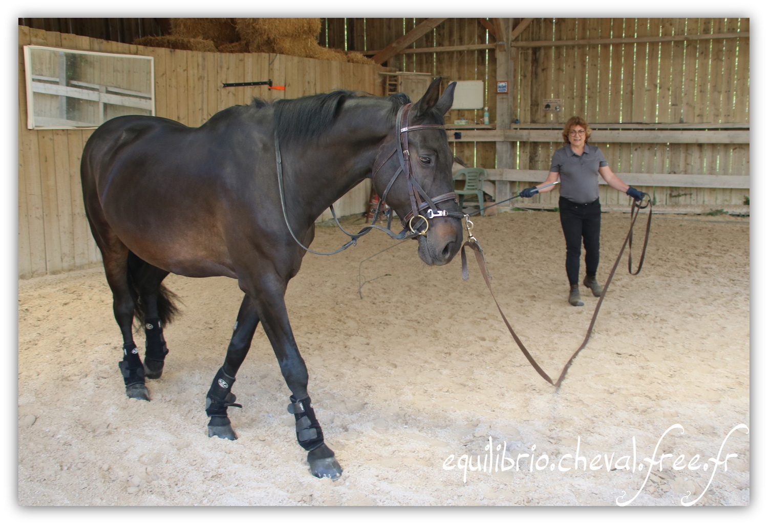 Equilibrio - Haras du Souzan -  Mai 2019 - Stage Travail en longe et Cirque avec Olivier Finet - SILVANO, KWPN et Christiane