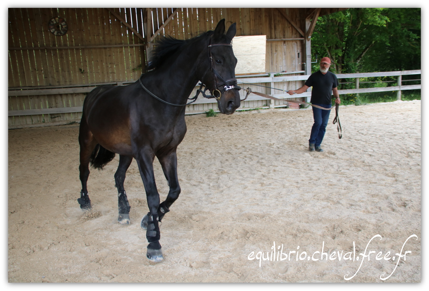 Equilibrio - Haras du Souzan -  Mai 2019 - Stage Travail en longe et Cirque avec Olivier Finet - SILVANO, KWPN et Christiane