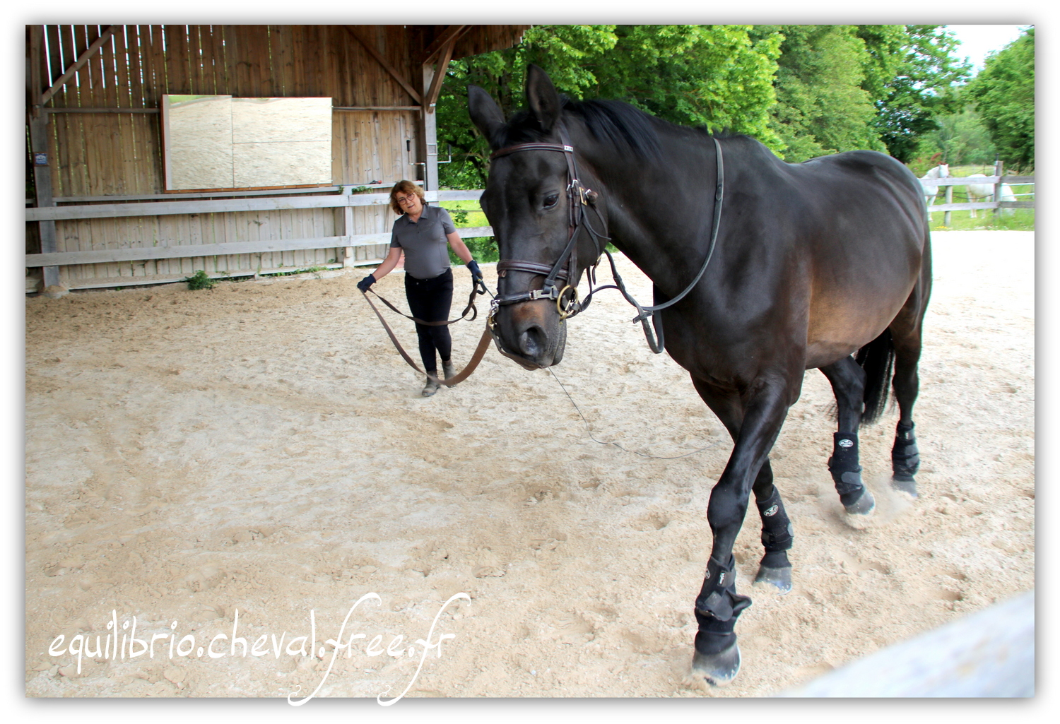 Equilibrio - Haras du Souzan -  Mai 2019 - Stage Travail en longe et Cirque avec Olivier Finet - SILVANO, KWPN et Christiane