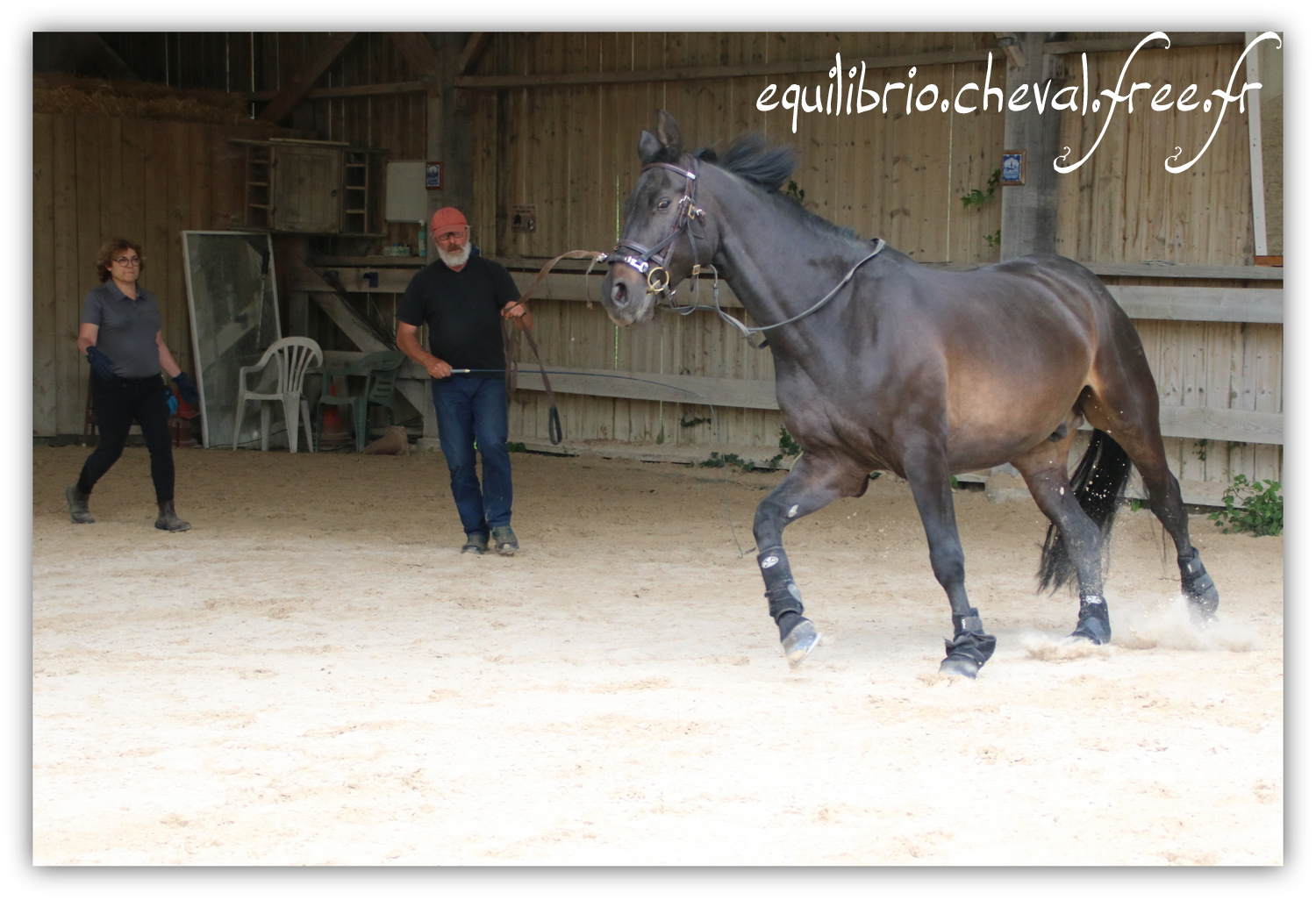 Equilibrio - Haras du Souzan -  Mai 2019 - Stage Travail en longe et Cirque avec Olivier Finet - SILVANO, KWPN et Christiane