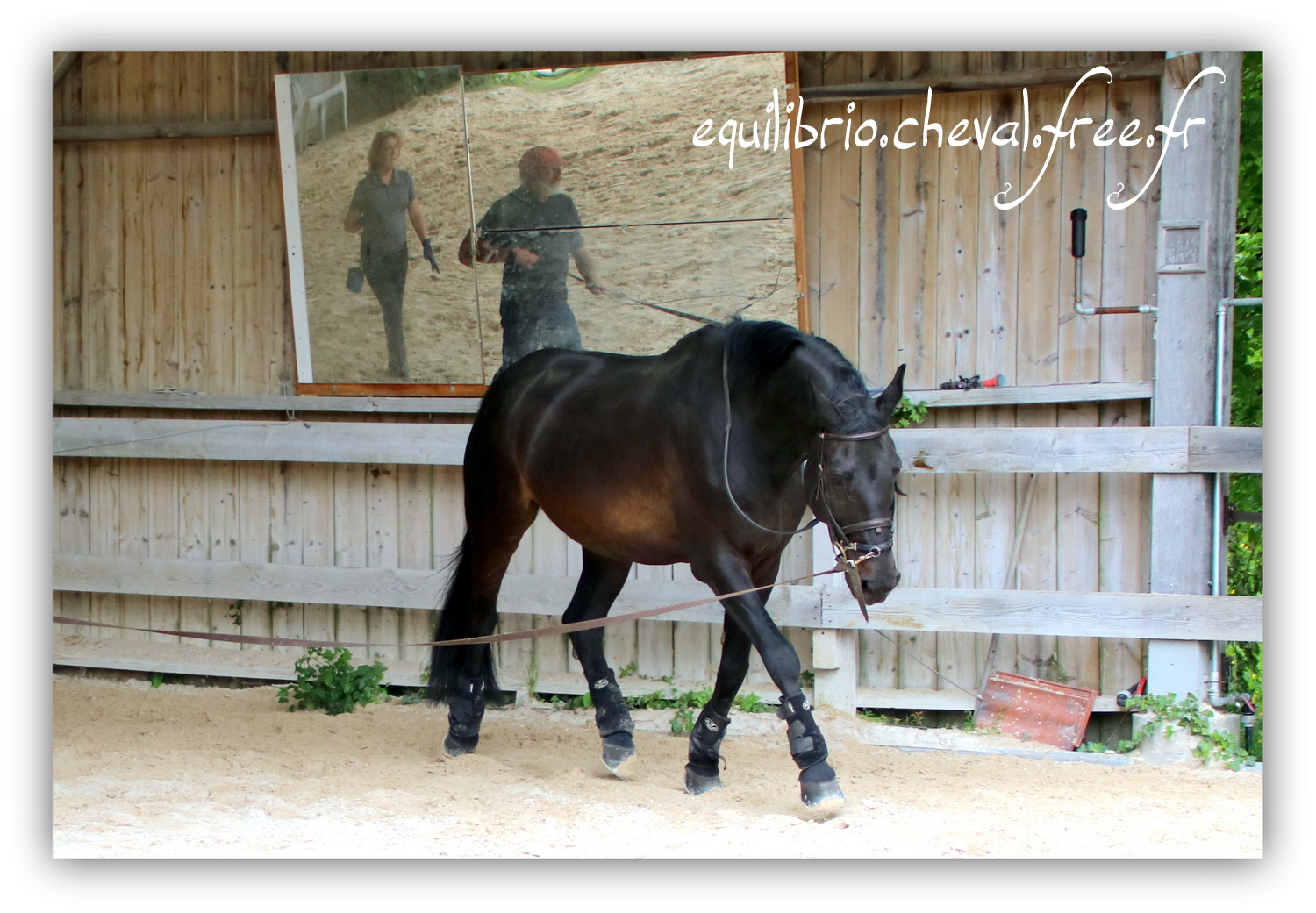 Equilibrio - Haras du Souzan -  Mai 2019 - Stage Travail en longe et Cirque avec Olivier Finet - SILVANO, KWPN et Christiane