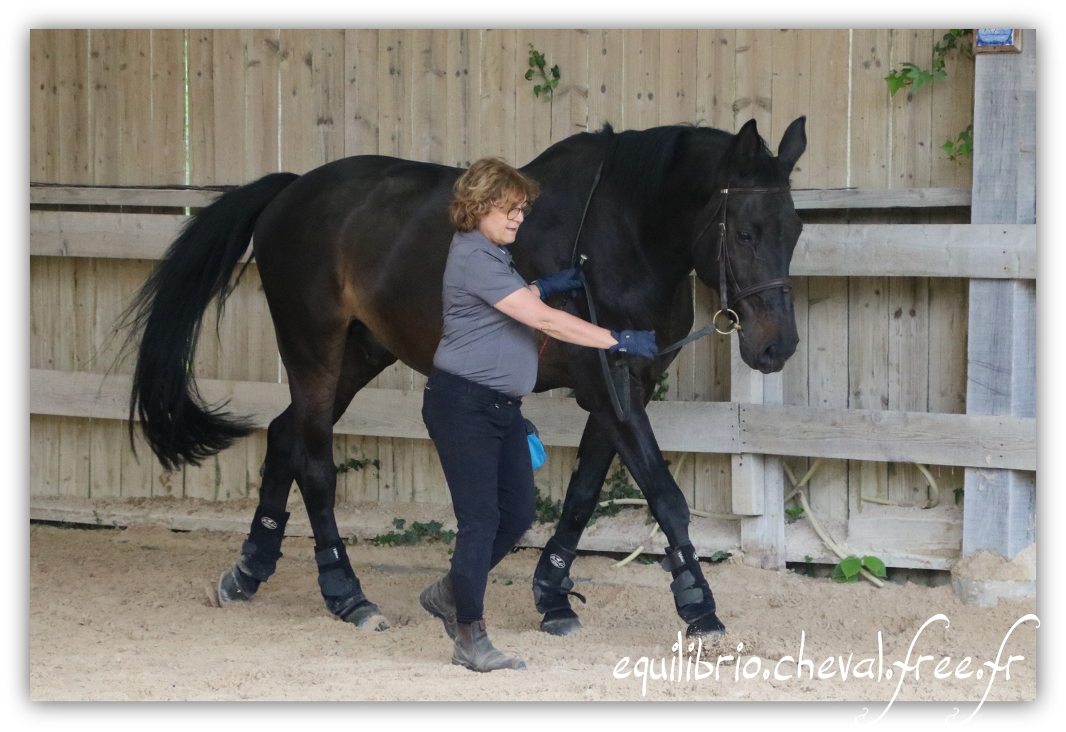 Equilibrio - Haras du Souzan -  Mai 2019 - Stage Travail en longe et Cirque avec Olivier Finet - SILVANO, KWPN et Christiane