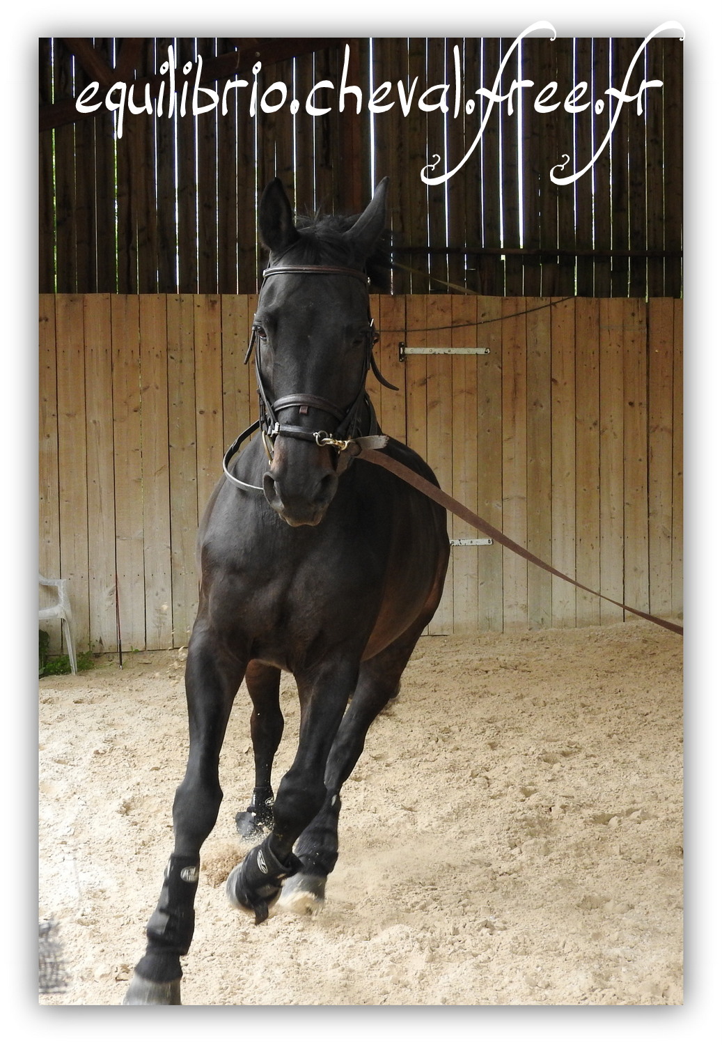 Equilibrio - Haras du Souzan -  Mai 2019 - Stage Travail en longe et Cirque avec Olivier Finet - SILVANO, KWPN et Christiane