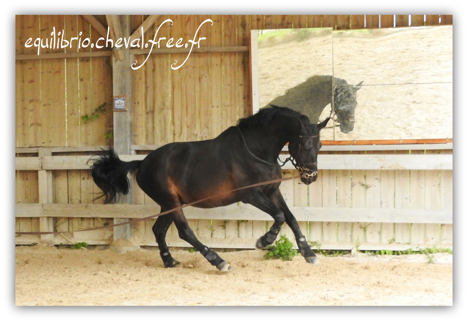 Equilibrio - Haras du Souzan -  Mai 2019 - Stage Travail en longe et Cirque avec Olivier Finet - SILVANO, KWPN et Christiane