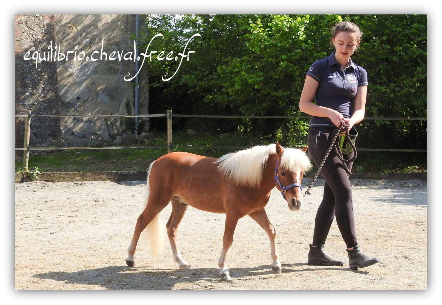 Equilibrio - Haras du Souzan -  Mai 2019 - Stage Travail en longe et Cirque avec Olivier Finet - SPARKLING MH ILANDRYEL, Miniature Américain et Melissa